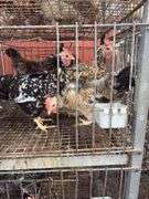 3 Swedish Flower Hens