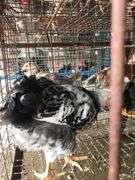 2 Silver Laced Pullets