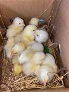 10 Cornish Cross Chicks