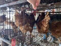 3 Isa Brown Hens