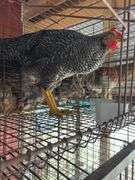 Barred Rock Rooster