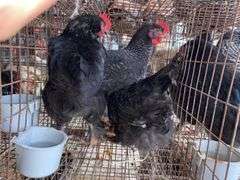 3 Cochin Olive Egger Cockerels - 2 Months Old