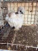 Showgirl Laying Hen