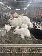 New Zealand Doe w/ 6 Bunnies - Selling As A Family