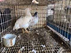 2 Light Brahma Mix Pullets - 7 Wks Old