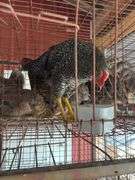 Barred Rock Rooster