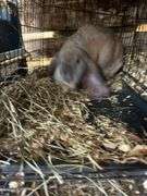 Proven English Lop Doe w/ Pedigree