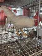 1 White Leghorn Mix Rooster - 3 Months Old