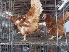 3 Rhode Island Red Hens