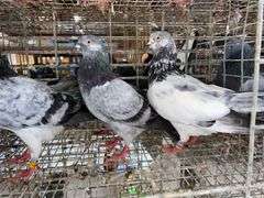 3 Tippler Pigeons