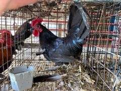 Banty Rooster