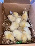 10 Cornish Cross Chicks