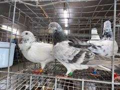 3 Tippler Pigeons
