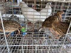 3 Jumbo Wilds Quail - 8wks Old