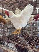 Leghorn Chicken