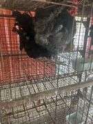 2 Maran Cross Roosters