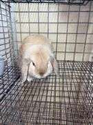 Holland Lop Buck - 1 Yr Old - Litter Box Trained - Was Free Roaming - Very Friendly