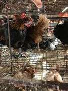 4 Pullets