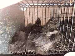 3 Black Bearded Silkie Chicks