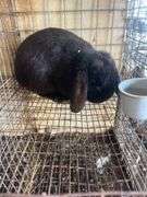 Holland Lop Buck