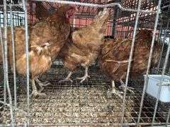 3 ISA Brown Hens