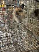 Lionhead Doe