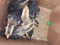 5 Brown Leghorn Chick Pullets