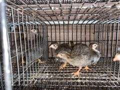 4 Guinea Keets - French Pearl & Pied