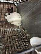 White & Black Bunny