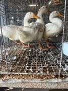 3 Jumbo Pekin Drakes - Show Quality