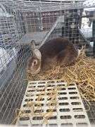 Caster Red Bred Doe - Show Stock - Due July 7th  w/ Cage