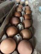 3 Doz Brown Pullet Eating Eggs
