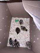 5 Reeves Pheasant Chicks - 5 Regular & 1 Mutation