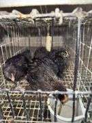 3 Banty Cockerels - 8 Wks Old