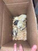 5 Barnyard Brahama Cross Chicks