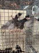 3 Polish Pullets - 5 Wks Old