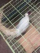 Male Silver Pheasant w/ Cage