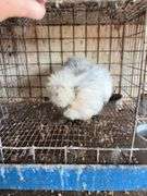 Paint Silkie Pullet