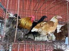 Pair Cochins