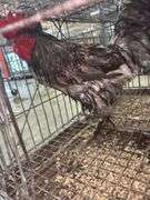 Barnyard Mix Rooster