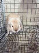 Holland Lop Buck - 1 Yr Old - Litter Box Trained - Was Free Roaming - Very Friendly