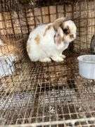 Holland Lop Buck