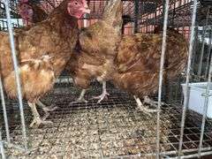 3 ISA Brown Hens