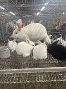 New Zealand Doe w/ 6 Bunnies - Selling As A Family