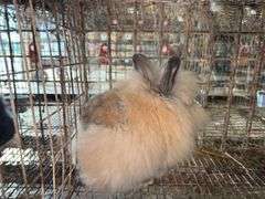 Brown Grey Lionhead Doe