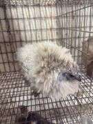 Lavender Frizzle Silkie Laying Hen - 1 Yr Old