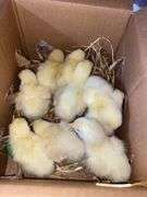 10 Cornish Cross Chicks