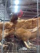 4 ISA Brown Spring Layer Hens