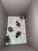 5 Lady Amhearst Pheasant Chicks