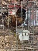2 Easter Egger Roosters